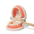 Wide open jaw of the Montessori Brushing Teeth with a bamboo toothbrush.
