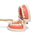 Side view of the Montessori Brushing Teeth toy made to help children learn to wash their teeth.